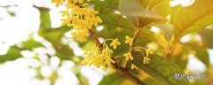 桂花是寒性的還是熱性的 濕氣重可以喝桂花茶嗎