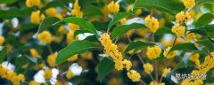 桂花能直接吃嗎 桂花直接摘下來能泡水喝嗎