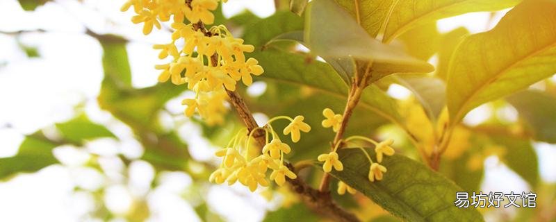新鮮桂花可以直接泡茶嗎 桂花干泡水放多少
