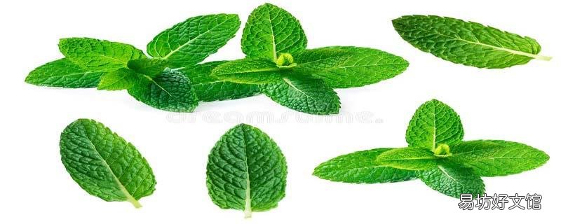 薄荷葉泡水每天可以喝多少 薄荷葉泡水能天天喝嗎