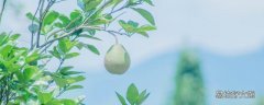 冰糖柚是什么 冰糖柚和沙田柚哪個好吃