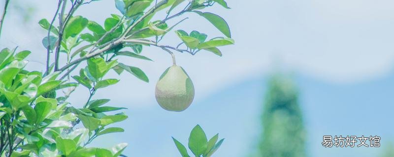 冰糖柚是什么 冰糖柚和沙田柚哪個好吃