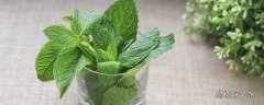 薄荷葉泡水可以長期喝嗎 薄荷葉泡水幾天喝一次