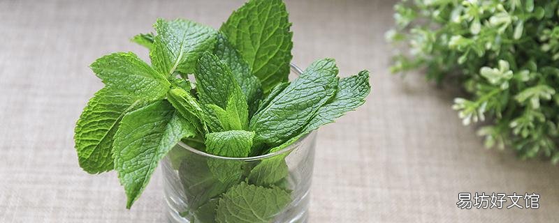 薄荷葉泡水可以長期喝嗎 薄荷葉泡水幾天喝一次