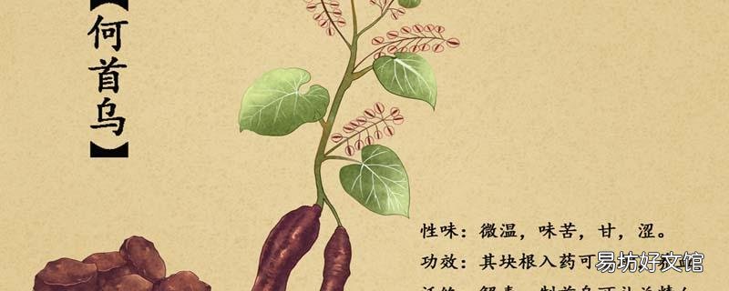 何首烏吃多了會怎么樣 何首烏一天吃多少合適
