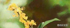 桂花怎么做成干桂花 新鮮桂花可以直接食用嗎