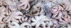 八爪魚牙齒在哪 八爪魚牙齒能吃嗎