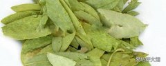 番瀉葉喝多了對(duì)身體好嗎 番瀉葉可以天天喝嗎
