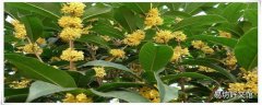 桂花泡茶喝有什么好處 桂花泡茶用干的還是鮮的好