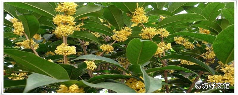桂花泡茶喝有什么好處 桂花泡茶用干的還是鮮的好