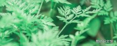 艾草煮水能洗眼睛嗎 眼睛癢用艾葉煮水可以嗎