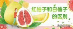 红柚子和白柚子的区别 红心柚和白柚子哪个好