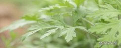 脚底贴艾草足贴有用吗 艾叶足贴为什么出水