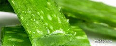 過期的蘆薈膠能用嗎 過期的蘆薈膠可以擦身體嗎