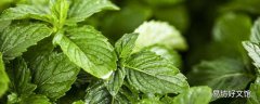 薄荷葉可以加什么泡水 薄荷泡水用開水還是冷水泡