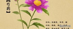 芍藥花的藥用價值芍藥花和芍藥的區別