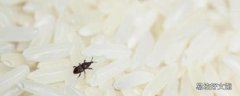 米里有黑蟲子怎么處理還能吃嗎 怎么防止米生蟲