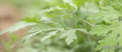 艾叶洗头的好处 艾叶煮水洗头能白发变黑发吗