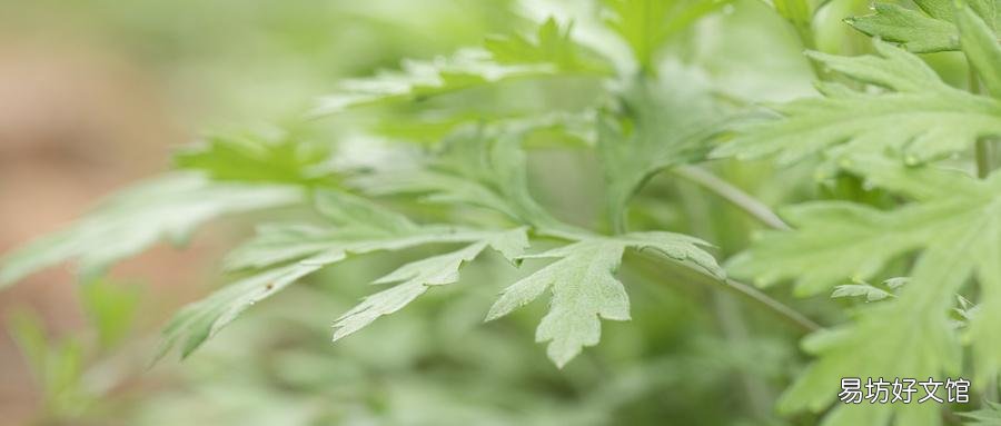 艾葉洗頭的好處 艾葉煮水洗頭能白發(fā)變黑發(fā)嗎