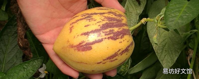 吃人參果的好處和壞處 人參果去火還是上火