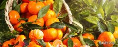砂糖橘烂一半另一半还能吃吗 砂糖橘怎么保存不会烂