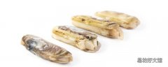 蛏子怎么看新鲜不新鲜 蛏子鼻子断了能活吗
