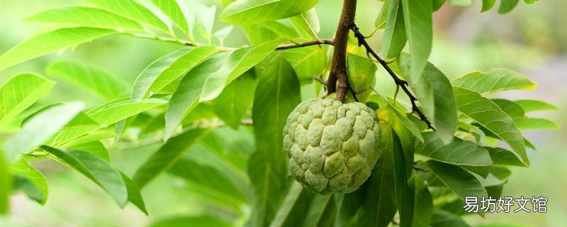 釋迦果裂開了還能吃嗎 釋迦果開口處有霉能吃嗎