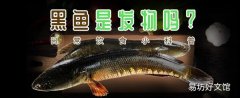 黑鱼是发物吗 手术后黑鱼汤的做法