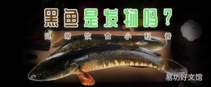 黑鱼是发物吗 手术后黑鱼汤的做法