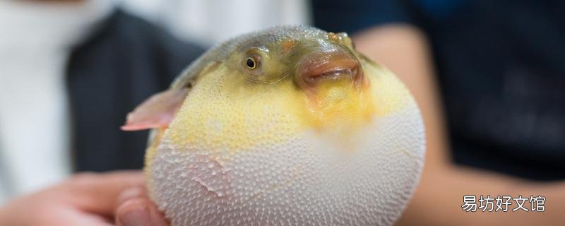 河豚是淡水魚還是咸水魚 河豚哪里有毒