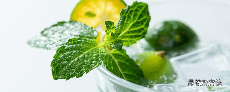 薄荷可以生吃不 哪些人不能吃薄荷叶