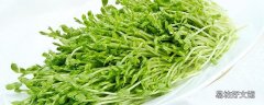 黑豆发芽能吃吗 黑豆芽苗怎么发