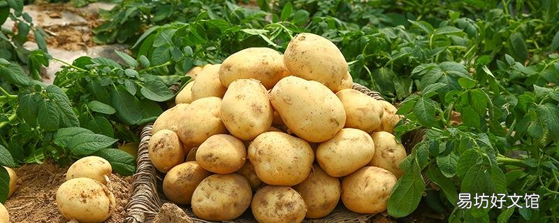 土豆可以放冰箱嗎 土豆怎么保存好