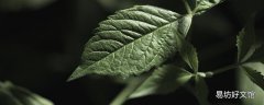 绞股蓝七叶和五叶的区别 五叶和七叶绞股蓝哪个降压好