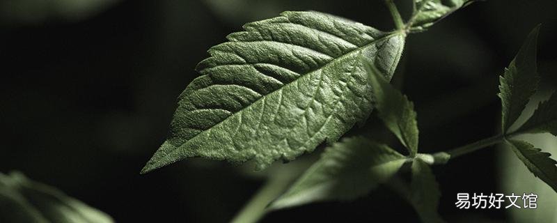 绞股蓝七叶和五叶的区别 五叶和七叶绞股蓝哪个降压好
