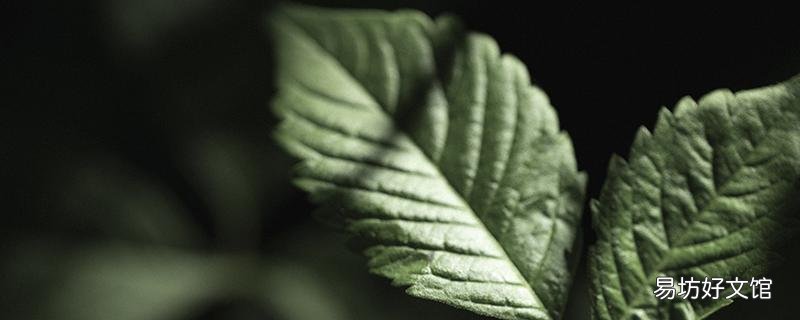 绞股蓝和山楂一起泡茶喝的功效和作用 绞股蓝茶能不能天天喝
