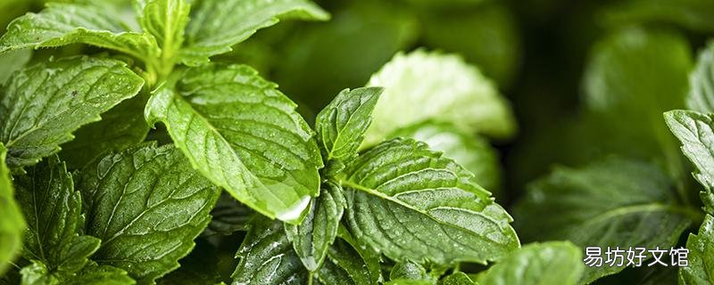 薄荷茶能天天喝吗 薄荷茶一次放多少片