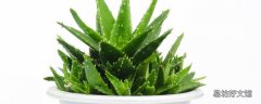 芦荟可以直接涂在脸上吗 新鲜芦荟涂脸正确方法
