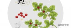 蛇莓可以直接吃吗 蛇莓的食用方法