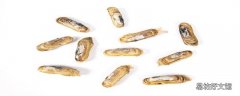 蛏子可以冷冻吗 蛏子冷冻保存方法