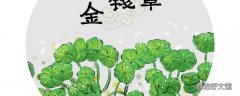 车前草与金钱草煎水喝的功效是什么 车前草与金钱草伤肾吗