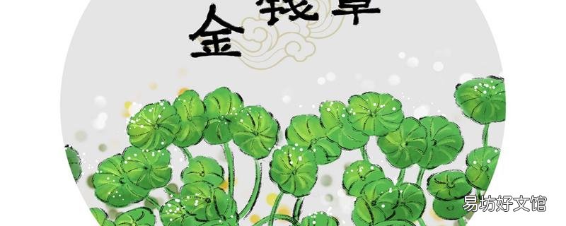 车前草与金钱草煎水喝的功效是什么 车前草与金钱草伤肾吗