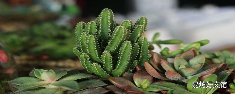 仙人掌刺扎進皮膚里拔不出來怎么辦 仙人掌刺留著肉里有事嗎