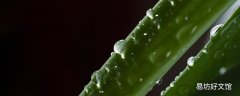 芦荟胶护肤用在哪一步 芦荟胶可以白天用来擦脸吗