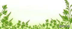 艾草泡脚治宫寒吗 艾草泡脚治宫寒需要多久