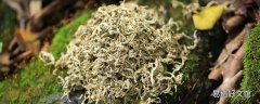 艾水洗头要不要再用清水洗 用艾草水洗头能去头皮屑吗
