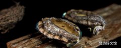 活鮑是冰箱冷藏還是冷凍 小鮑魚蒸幾分鐘能熟