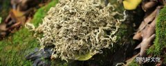 艾葉枕頭多久換一個(gè) 艾葉枕頭會(huì)生蟲嗎