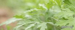 蒿子粑粑和藜蒿是一种吗 蒿子粑粑用什么粉