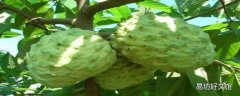 释迦果的热量 释迦果吃了会胖吗